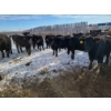 Image 3 : Bauer Ranching - 890# February Weaned Steers - 235 Head (Hilda, AB)