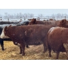 Image 5 : Elkwater Farming Co. - 1630# Cows - 520 Head (Elkwater, AB)