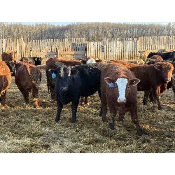 Rice Farms - 1000# April Delivery Steers - 124 Head (Lacombe, AB)