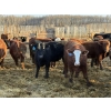Image 1 : Rice Farms - 1000# April Delivery Steers - 124 Head (Lacombe, AB)