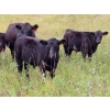 Image 1 : Allan & Janet Nameth - 625# November Steer Calves - 80 Head (Cupar, SK) VBP+