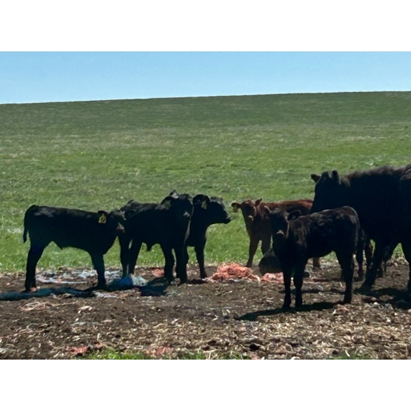 Sherness Farms  - 525# October Delivery Steer Calves - 20 Head (Sheerness, AB)