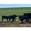 Image 1 : Sherness Farms  - 510# October Delivery Heifer Calves - 20 Head (Sheerness, AB)