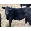 Image 5 : T & P Anthony Farms - 540# Oct/Nov Delivery Heifer Calves - 55 Head (Moose Jaw, SK) VBP+