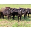 Image 3 : Bill Devos & Martin DeVos - 850# November Grass Heifers - 31 Head (Fork River, MB)