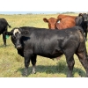 Image 8 : Riverbend Ranch - 1080# September Delivery Grass Steers - 225 Head (Coronation, AB)