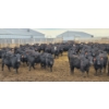 Image 5 : M.S. MacLean Livestock - 920# March Delivery Steers - 144 Head (Coaldale, AB)