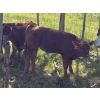 Image 10 : 130 Mile Ranch - 600# October Delivery Steer Calves - 90 Head (Lac La Hache, BC)