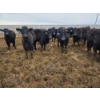 Image 6 : Cattlewood Farms Ltd. - 820# March Delivery Heifers - 105 Head (Stirling, AB)