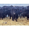 Image 8 : Blue Moon Cattle Co. - 830# March Delivery Weaned Heifers - 65 Head (Irricana, AB)