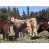 Image 5 : Jeff Smith - 625# October Delivery Heifer Calves - 65 Head (Sundre, AB)