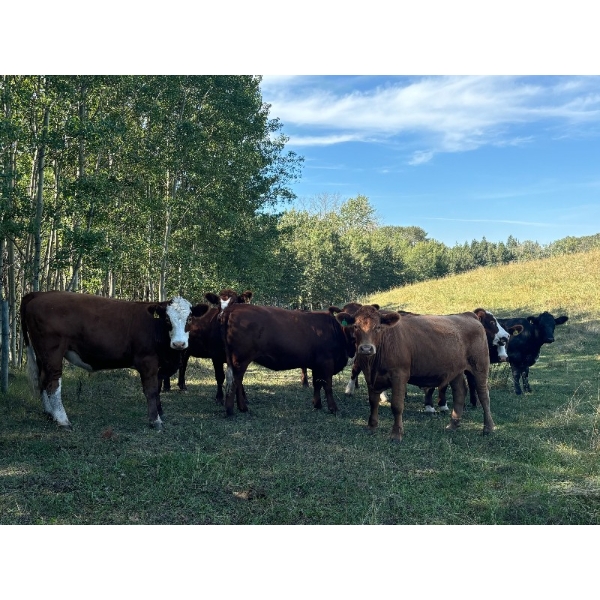 Ray Strom - 1050# September Grass Steers - 58 Head (Two Hills, AB)