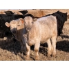 Image 8 : Copperfield Farming - 710# February Delivery Steers - 90 Head (Vauxhall, AB)
