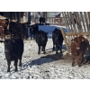 Image 3 : Reid Ranching Cremona - 650# March Delivery Heifers - 98 Head (Cremona, AB)