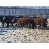 Image 3 : 7L Ranch - 715# March Delivery Heifers - 84 Head (Lakeland, MB) VBP+
