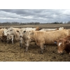 Image 3 : Jason & Kevin Szymanek - 920# April/May Delivery Steers - 136 Head (Stauffer, AB)