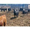 Image 5 : Chipping Hill Cattle Co. - 790# June Delivery Heifers - 65 Head (MacGregor, MB)