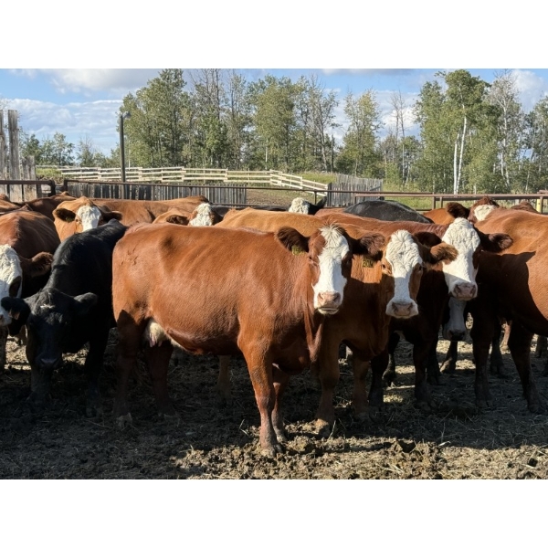 Garth & Theresa Kauppi - 1325# September Delivery Heiferettes - 25 Head (Eckville, AB)