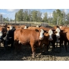 Image 1 : Garth & Theresa Kauppi - 1325# September Delivery Heiferettes - 25 Head (Eckville, AB)