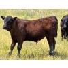 Image 6 : Starland Colony - 680# October Delivery Steer Calves - 60 Head (Drumheller, AB)