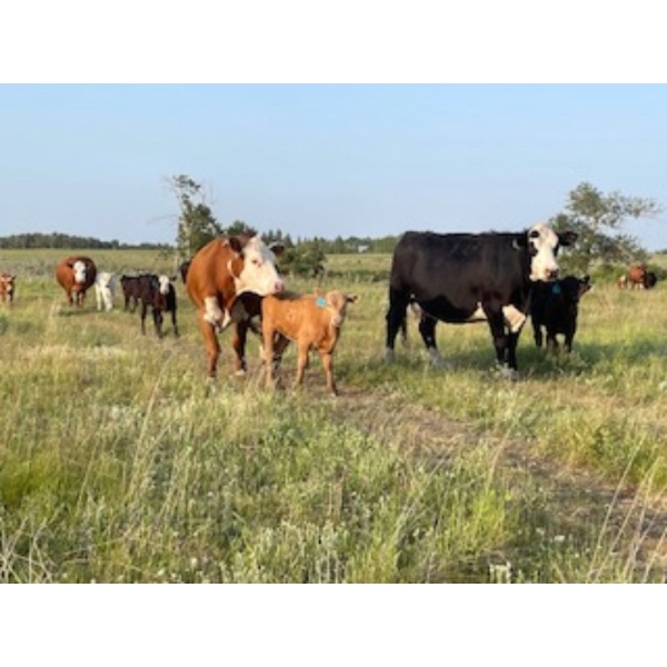 Ramage Land & Cattle - 530# November Delivery Steer Calves - 50 Head (Fairlight, SK) VBP+