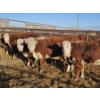 Image 2 : L-Craft Farms - 4 Hereford Heifers (Pen 427)