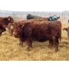 Image 4 : Hebert Livestock Ventures - 31 Red/RBF Simm/Angus X Replacement Heifers (Wawota, SK) VBP+
