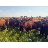 Image 3 : Tyton Farms Ltd. - 950# September Grass Heifers - 130 Head (Birtle, MB) VBP+