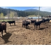 Image 7 : Moo Point Holdings - 790# Mixed Crossbreds - 80 Head (Merritt, BC)