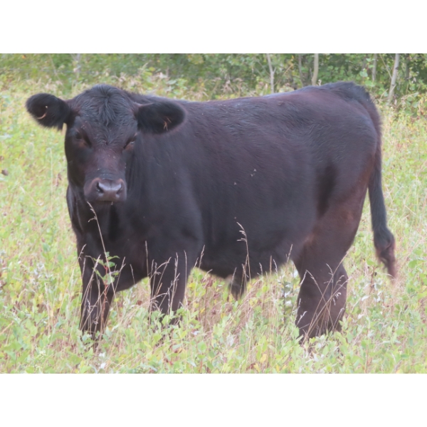 Clay Ridge Stock Farms Inc. - 460# November Delivery Steer Calves - 80 Head (Fairlight, SK)