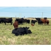 Image 5 : Sheerness Farms (Travis & Stacie Hickle) - 515# Steer Calves - 40 Head (Hanna, AB)