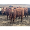 Image 2 : Fox Cattle Co. - 950# September Delivery Grass Heifers - 130 Head (Foam Lake, SK)