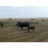 Image 3 : Sheerness Farms - 550# October Delivery Heifer Calves - 35 Head (Sheerness, AB)