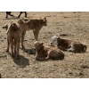 Image 13 : Bar 33 Ranch - 600# October Delivery Heifer Calves - 105 Head (Strathmore, AB)