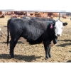 Image 3 : A&S Farms - 30 BWF Replacement Heifers (Coaldale, AB)