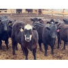 Image 3 : Habraken Farms Ltd. - 825# March Delivery Heifers - 76 Head (Scandia, AB)
