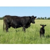 Image 7 : Lee Johnston - 35 Black/Black X Cow/Calf Pairs (Welwyn, SK)