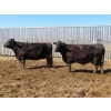 Image 4 : Leib Farm & Ranch Ltd. - 15 Black Angus/Black Angus X Bred Cows (Southey, SK)