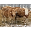 Image 6 : Valley Choice Land & Cattle Co. - 46 November Delivery Charolais X 2nd Calvers (Moosomin, SK)