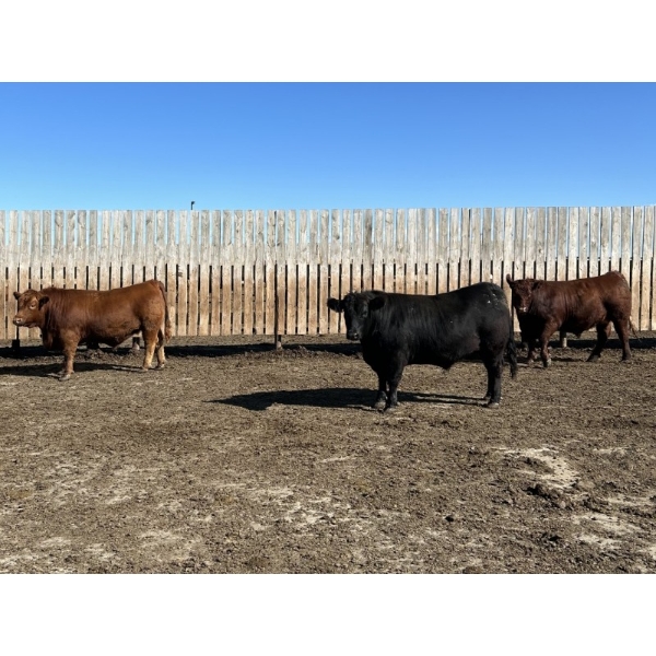 Hillsvale Farming Co. Ltd. - 40 Angus/Angus X Fed Steers (Cut Knife, SK)