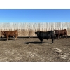 Image 1 : Hillsvale Farming Co. Ltd. - 40 Angus/Angus X Fed Steers (Cut Knife, SK)
