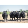 Image 2 : Cornerglen Ranching (Friesen) - 10 Black Angus April/May Calving Bred Heifers (Crestomere, AB)