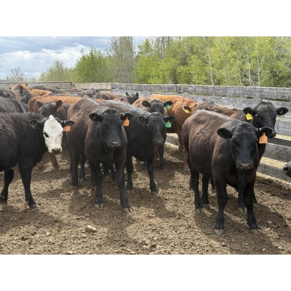 Cornerglen Ranching - 720# May Delivery Heifers - 50 Head (Ponoka, AB)