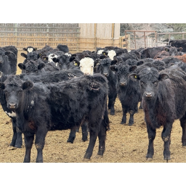 South Ridge Simmentals - 625# May Delivery Heifers - 95 Head (Monarch, AB)