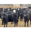 Image 1 : South Ridge Simmentals - 625# May Delivery Heifers - 95 Head (Monarch, AB)