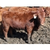 Image 7 : Barfus Farms - 25 Red Replacement Heifers (Cardston, AB)
