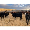 Image 2 : L & J Ranch - 715# January Delivery Heifers - 26 Head (Harptree, SK)