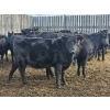 Image 2 : Gibraltar Cattle - 2 BBF Heifers (Pen 440)