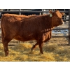 Image 2 : Fox Cattle Co. - 3 Bred Heifers (Pen 433)