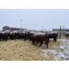 Image 5 : Mahlon Bear - 11 Red Heifers (Pen 510 - 512)